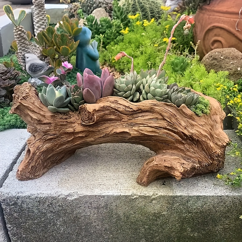 rainbow succulent Rainbow Elephant Bush Succulent