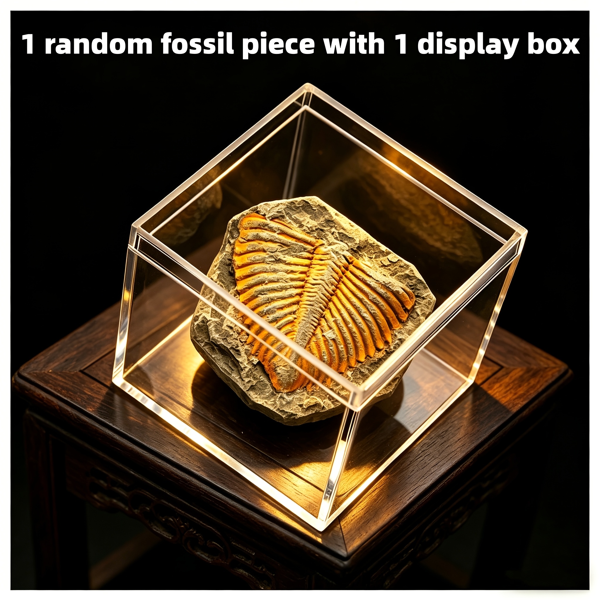 TEMU 2/4pcs Set Random Replica Fossils (with Transparent Display Box), 500 Million-year-old Replica Fossils, Insect-themed Jewelry Additions,
