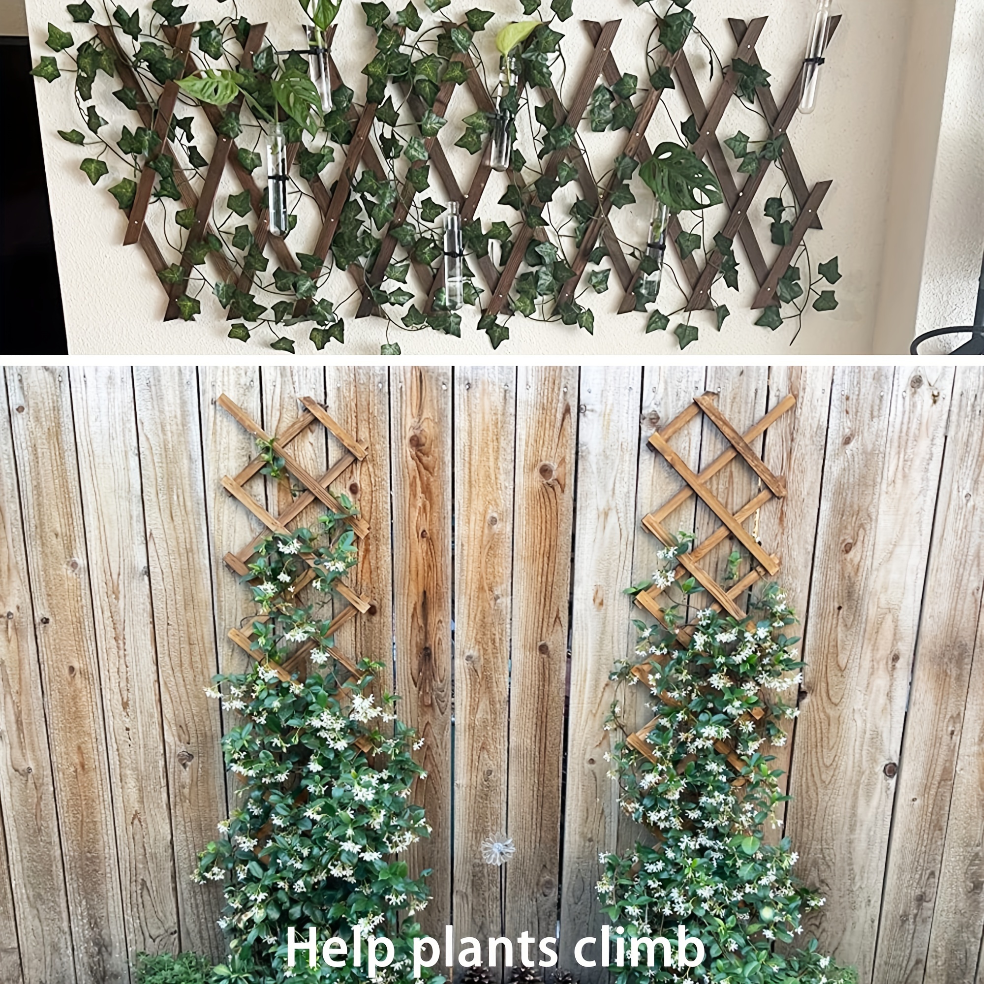 lavender star plant Grewia 'Lavender Star' – The Plant Broker