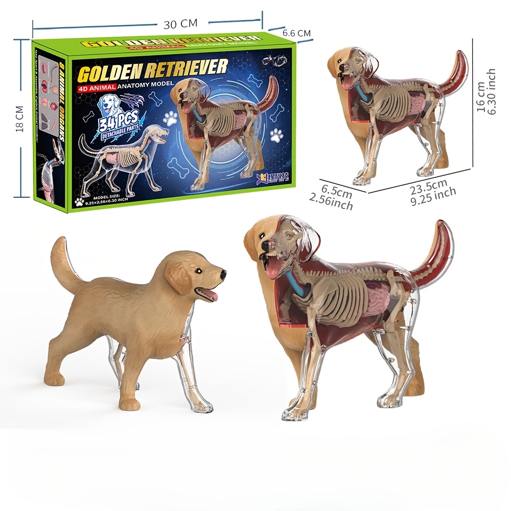 TEMU Modèle d' d'organes chien 4D, modèle éducatif de dissection de squelette et d'organes , ornement, cadeau de Noël