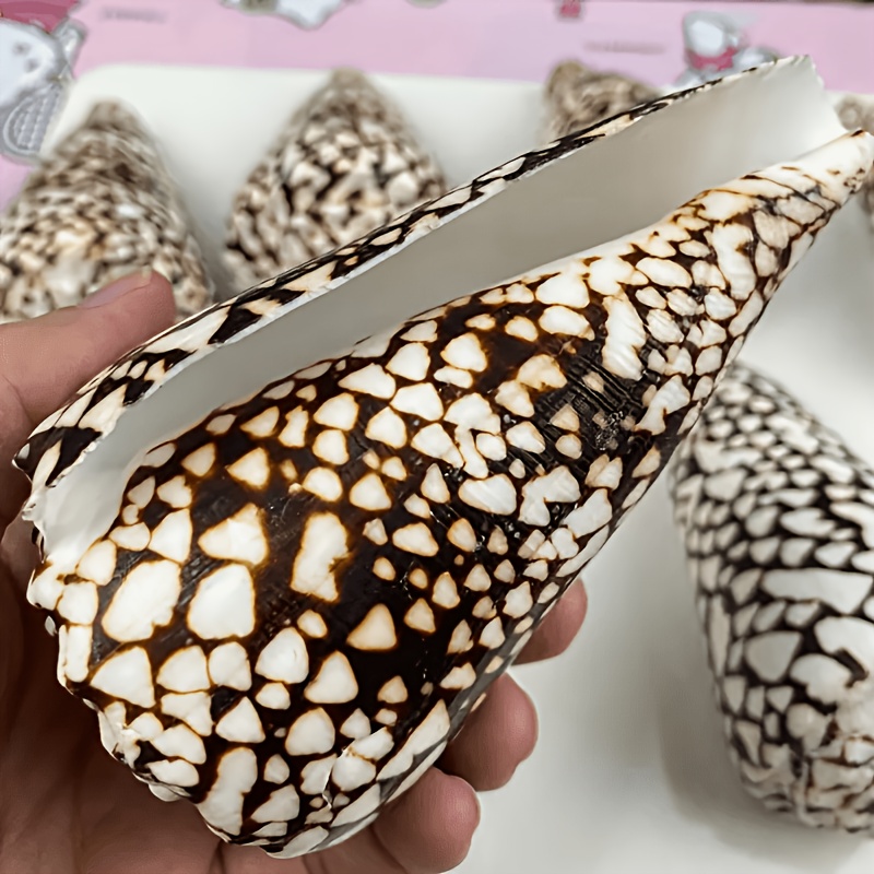 sea shells sold on Temu United States