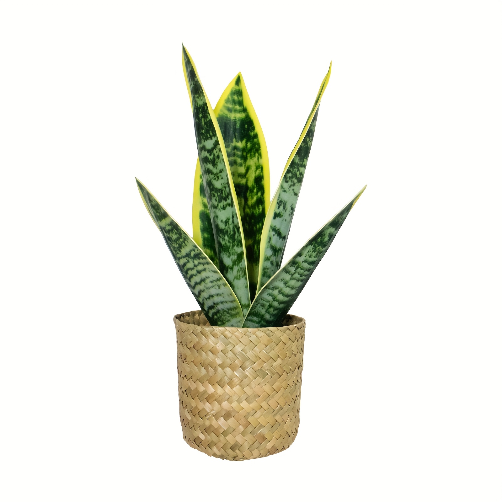 Image of A Simulated Tiger Skin Plants, 12.9 Inches. The Are Clear In Texture And Do Not Watering And Maintenance. Are Suitable For A Of Scenes, Such As Decorating The Corners Of Homes And Office Desks