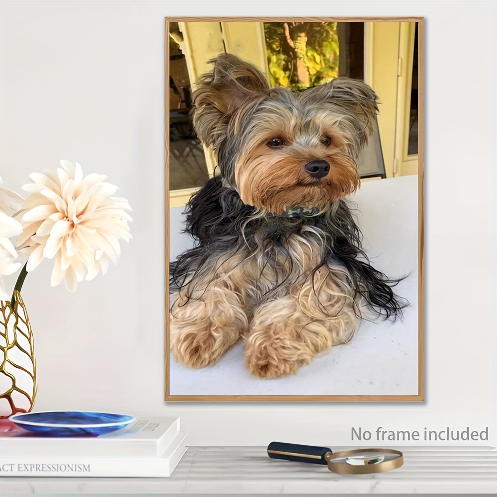 Yorkie Cortes De Pelo Para Perros Terrier Cortes Pelo Yorkshire