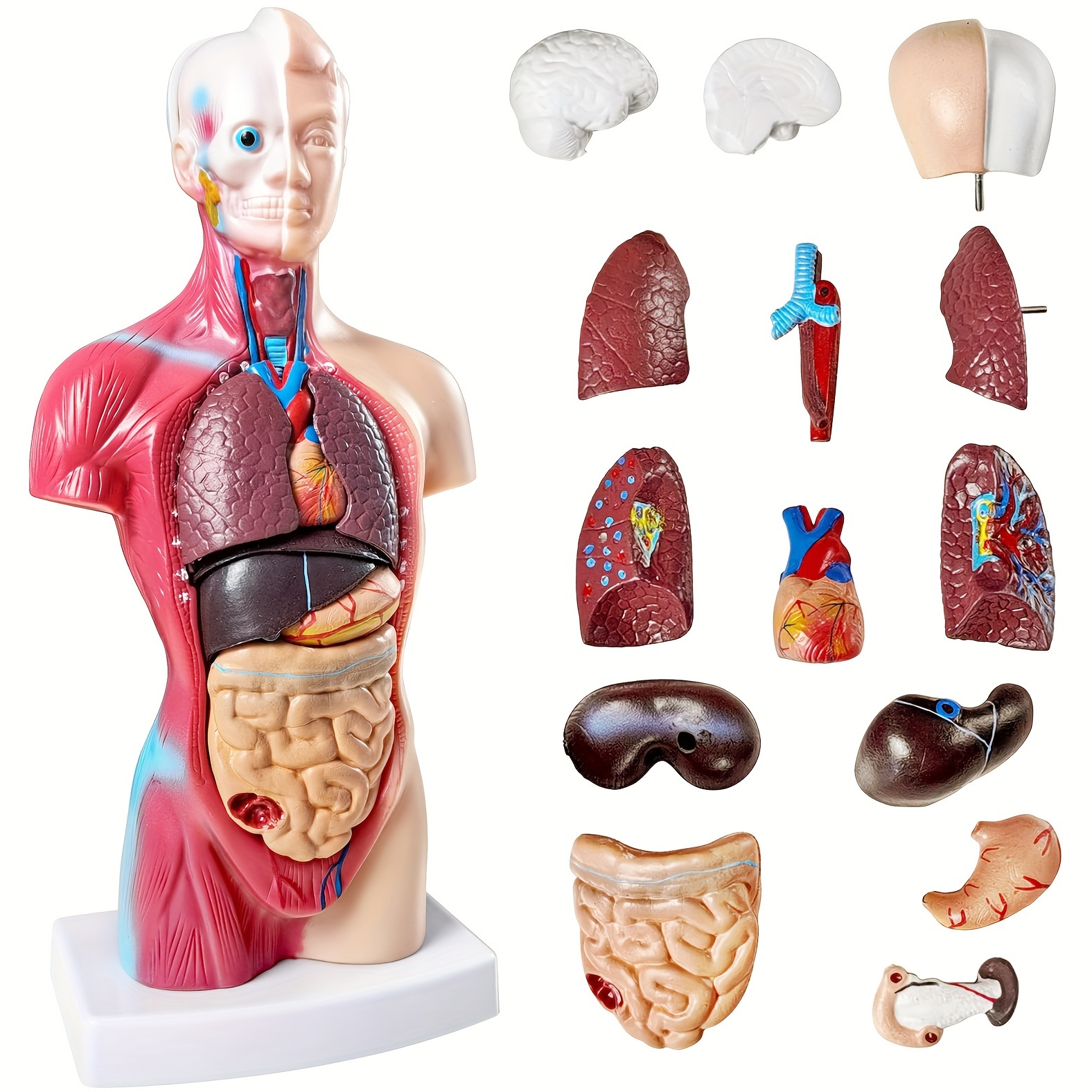 

2024 Educational Human Anatomy Model - 10.5" Torso With Removable Organs, Pvc Material, English Language, Ideal For Medical Students & School Displays