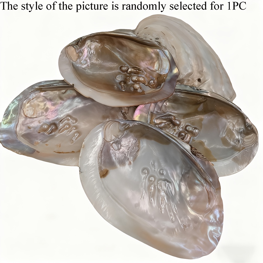 Image of Large Natural Shell Decorative Tray, For Jewelry Storage, Home Decor, Nordic Jewelry Background And Photography Props, Unique Shells, Random Style Sold (non-food Contact)