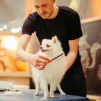 3 pack solid wood cat combs stainless steel teeth for rabbit massage flea lice comb removes mats and loose fur grooming comb for small medium pets