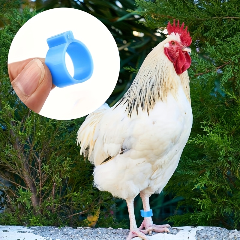 Clip Polli Anatre Anelli Identificazione Per Galline - 50 Pezzi, 5