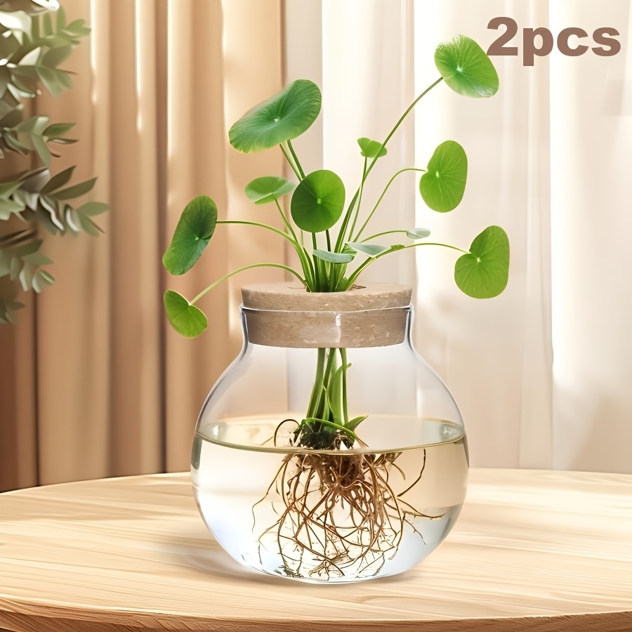 desktop glass planter hydroponics vase planter round vase with holder for  home decoration modern creative rabbit plant terrarium stand scindapsus  container | Today's Deals | Temu