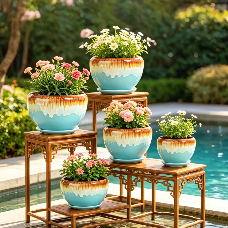 large money tree Money Tree – Fragrance Plants and Flowers