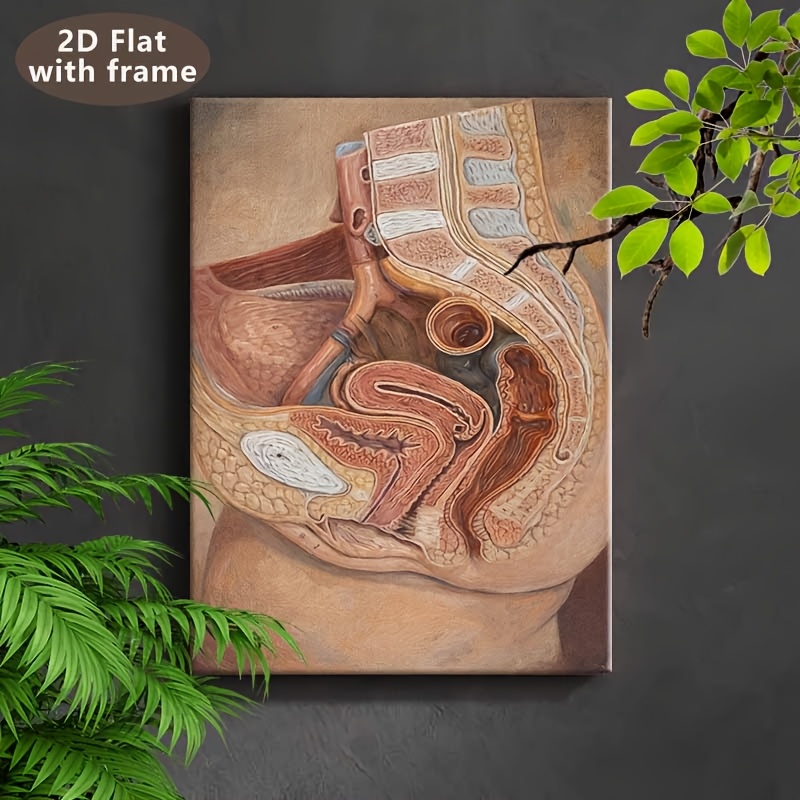 TEMU 2d Flat, 2d Flat, 2d Flat Wooden Framed Canvas Art Print Painting [human Anatomy (pelvis)] - 12x16 Inches, Suitable For Medical-related Holidays