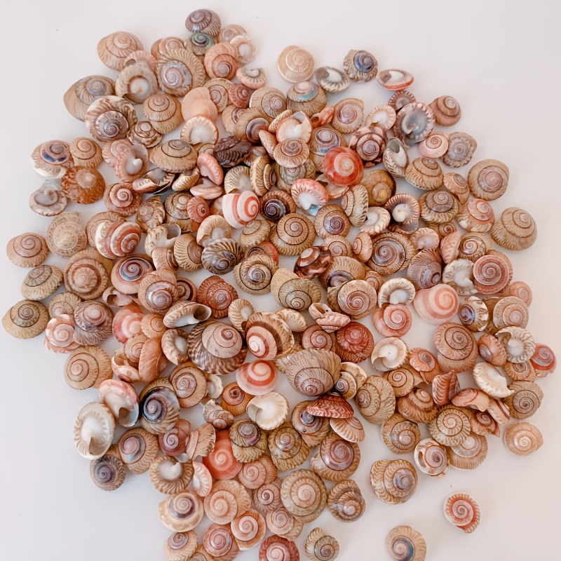 Image of About 1000 Colorful Mini Shells, Suitable For Ocean-themed Collectibles And Aquarium Micro-landscapes, Perfect For Summer Crafts And Decoration (200g)