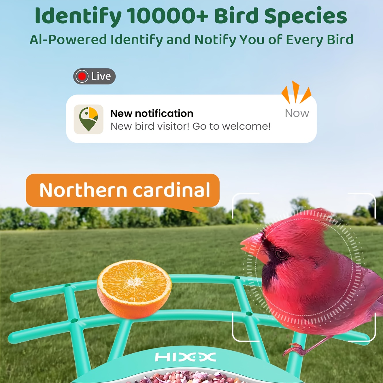HIXX Smart Bird Feeder with 2K HD Camera, AI Bird Identification, Color Night Vision, Black or Red