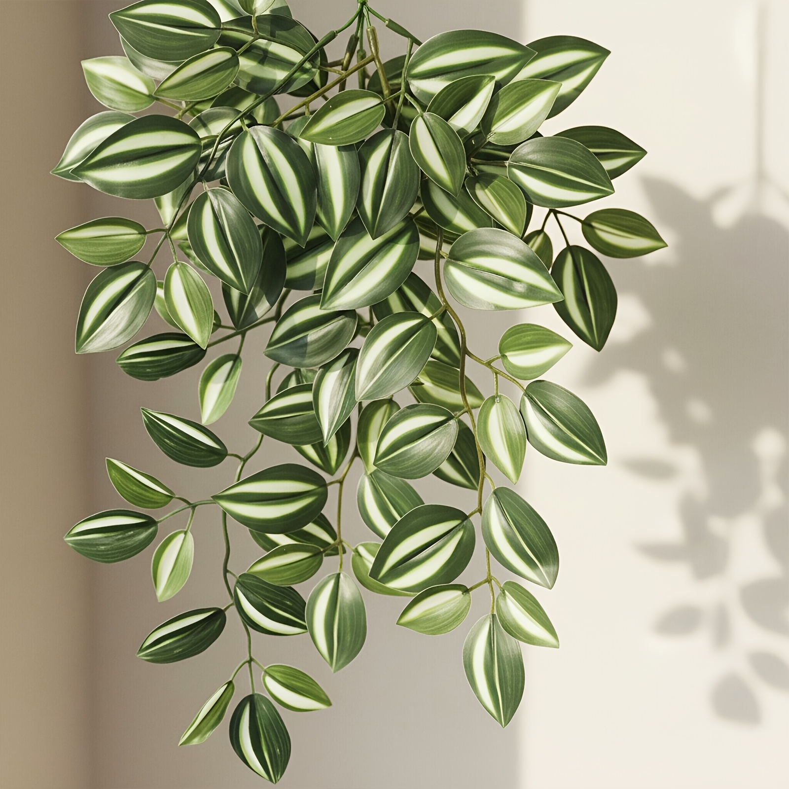 hanging jasmine plant indoor - Cyprus