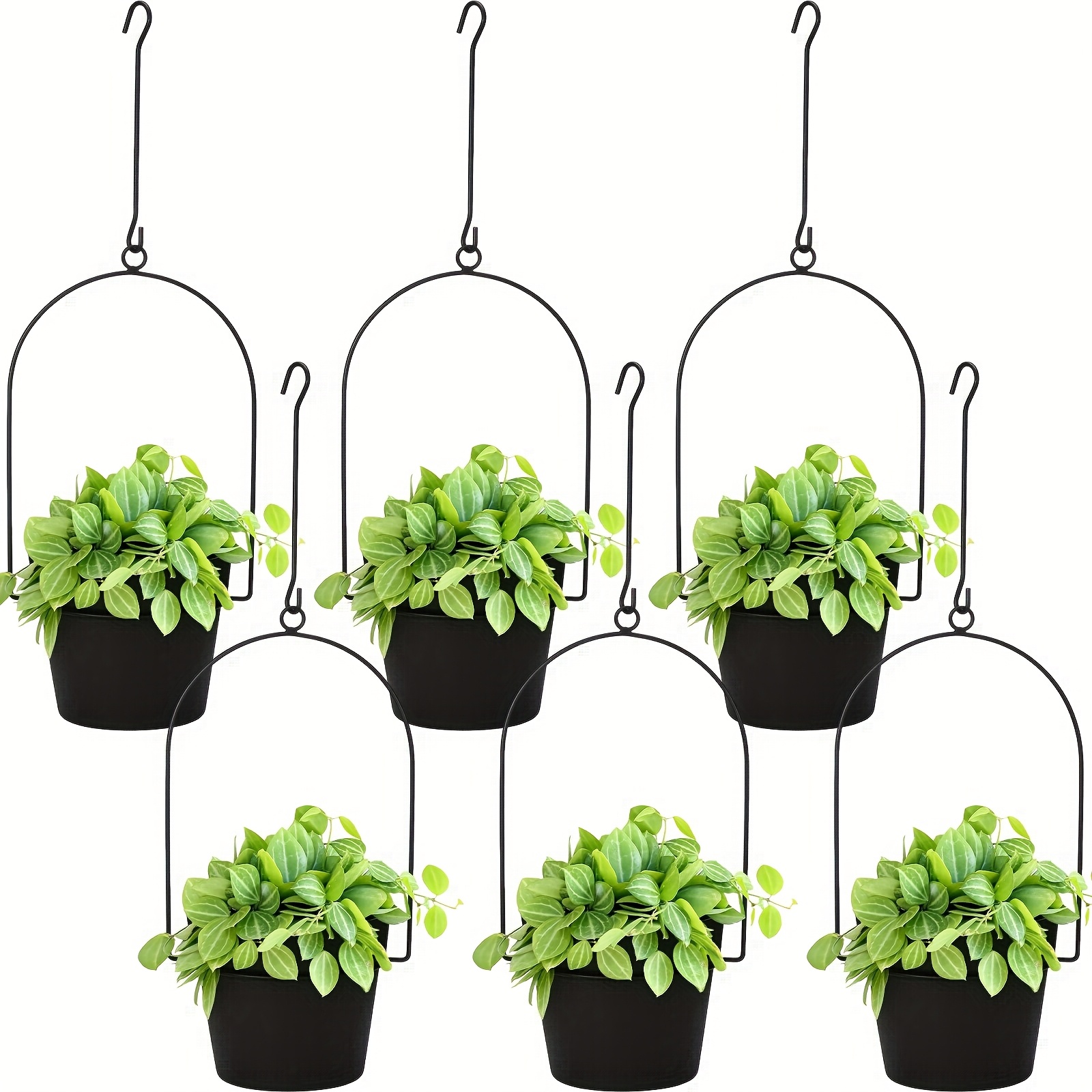 where to buy jade plant Botany Bay Jade Plant