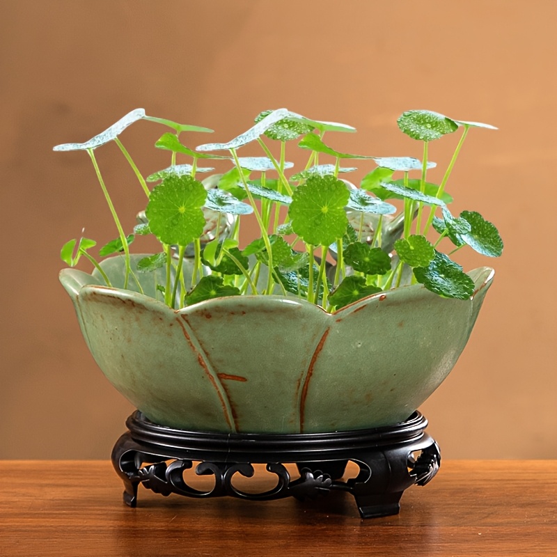 ceramic hydroponic flower pot without holes growing plants - Temu Cyprus