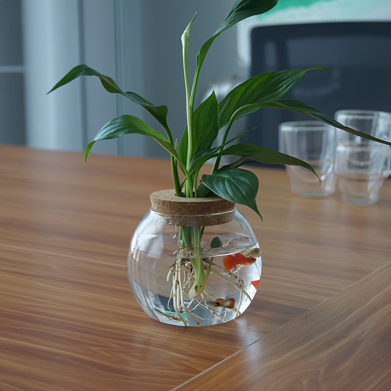 plant spider lily Hymenocallis liriosme (native) - 
