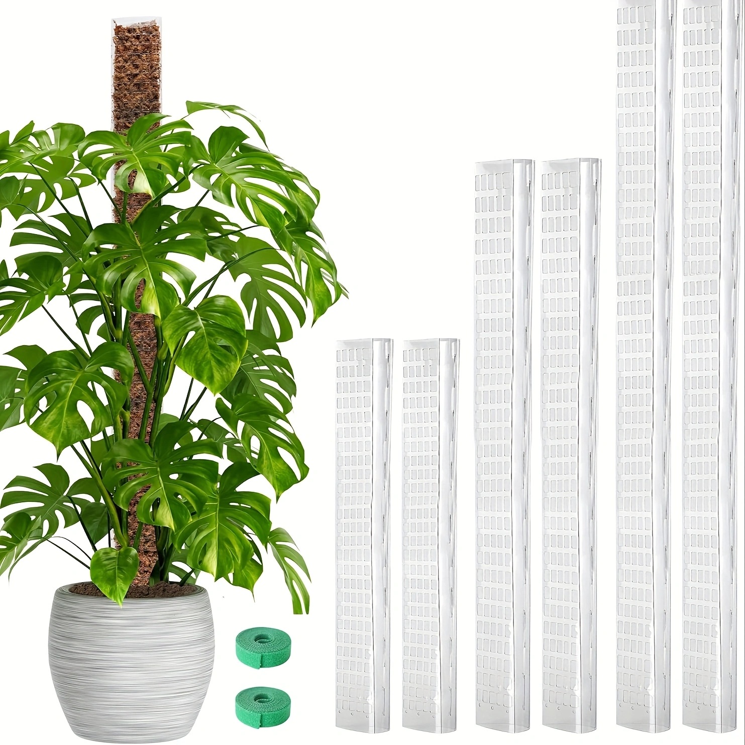 monstera long stem Monstera deliciosa – Magic Valley Gardens