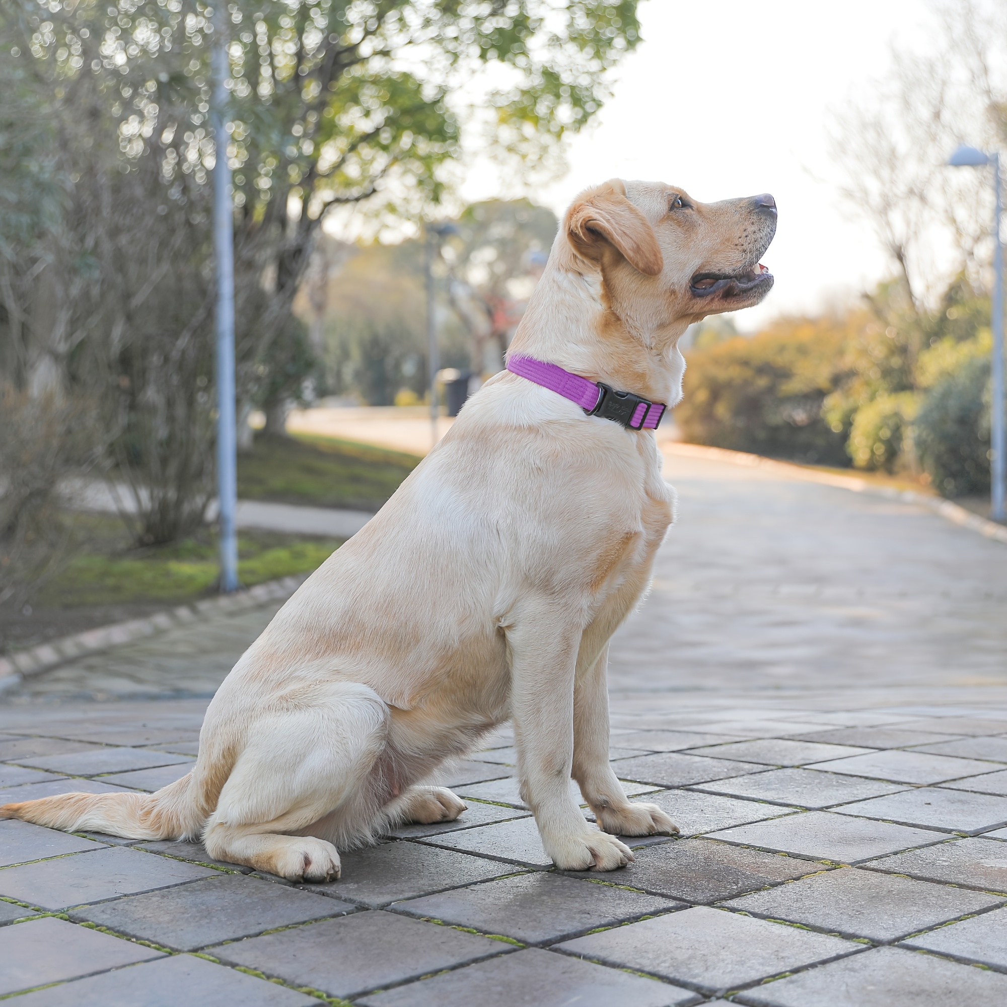 Dog Collar, Soft Comfortable Material with Quick-Release Buckle