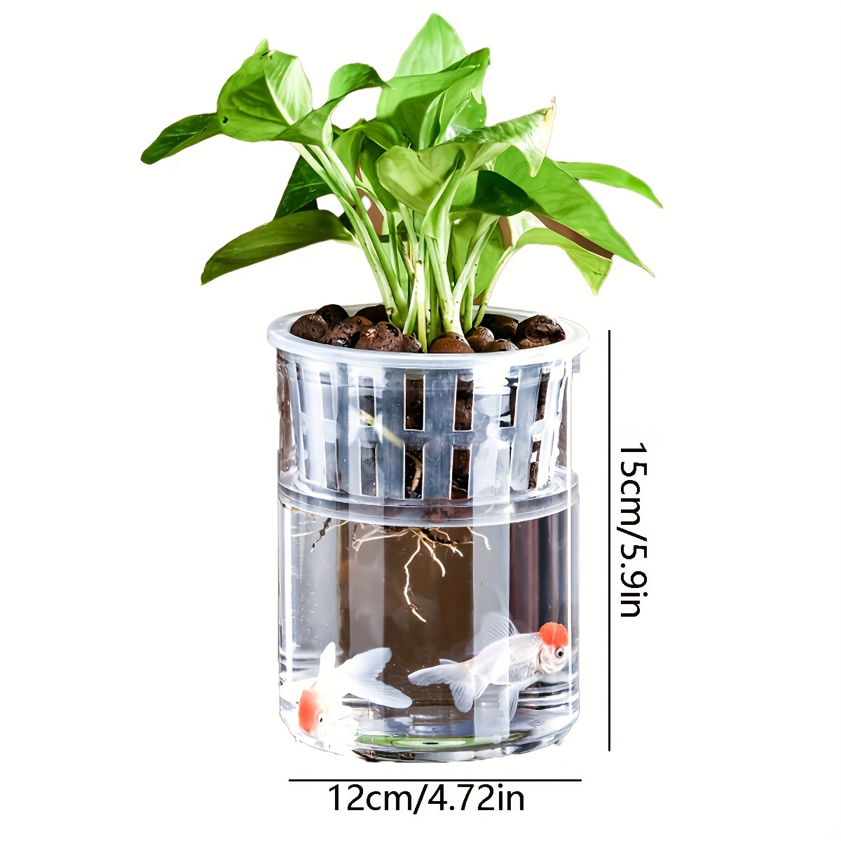 purple house plants Hemigraphis alternata Purple Waffle, 2" Plant  The Plant Farm