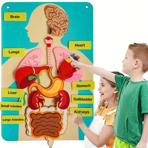 three dimensional felt models of human organs anatomical diagrams of body ideal for educational activities and at home
