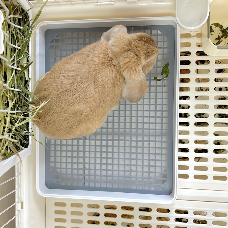 Holland Lop Bunny Are Rabbits Litter Box Trained Holland Lop Best