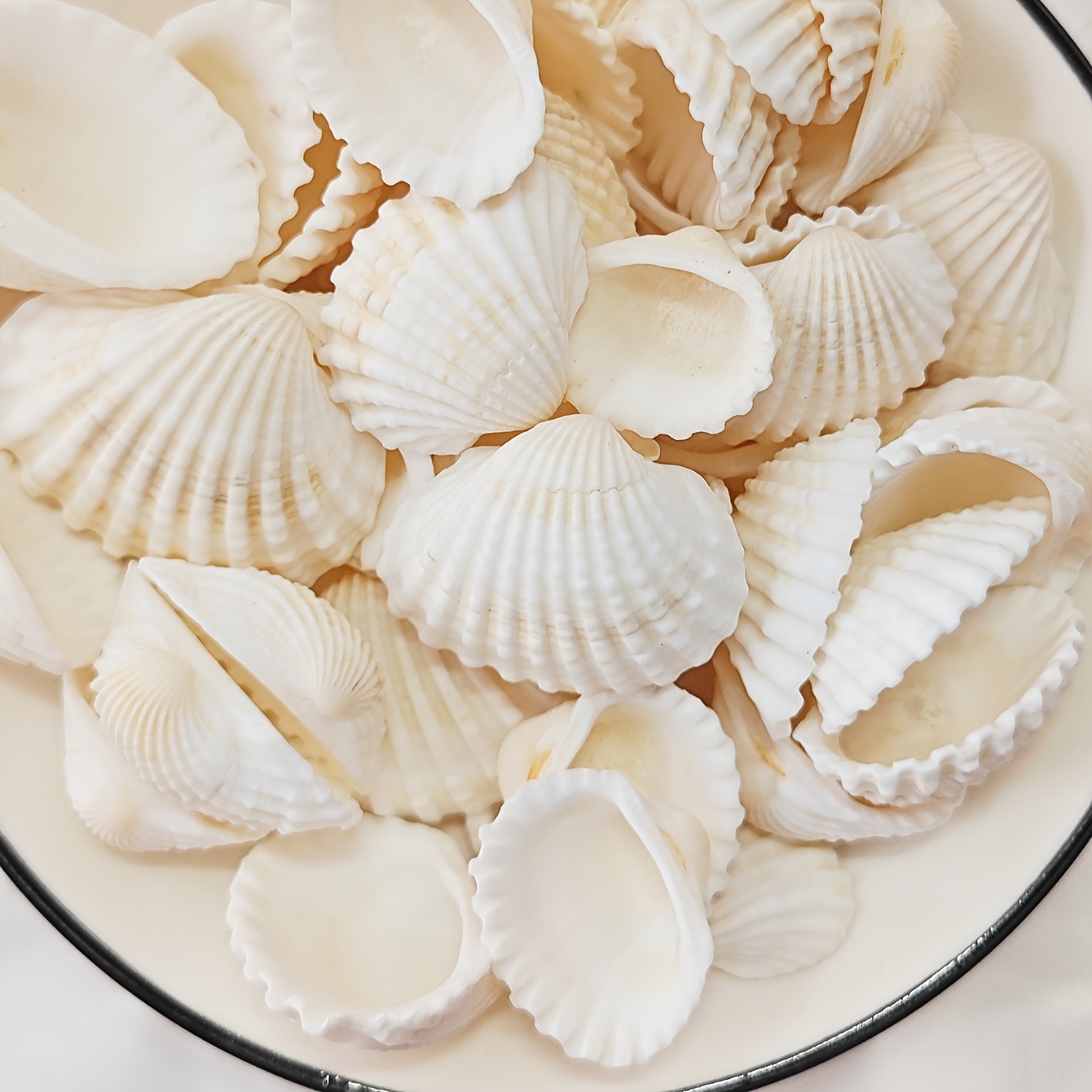 

100g Natural Conch Shells For Diy Crafts - Ocean-inspired Decorations For Aquariums, Wind Chimes & Photo Frames