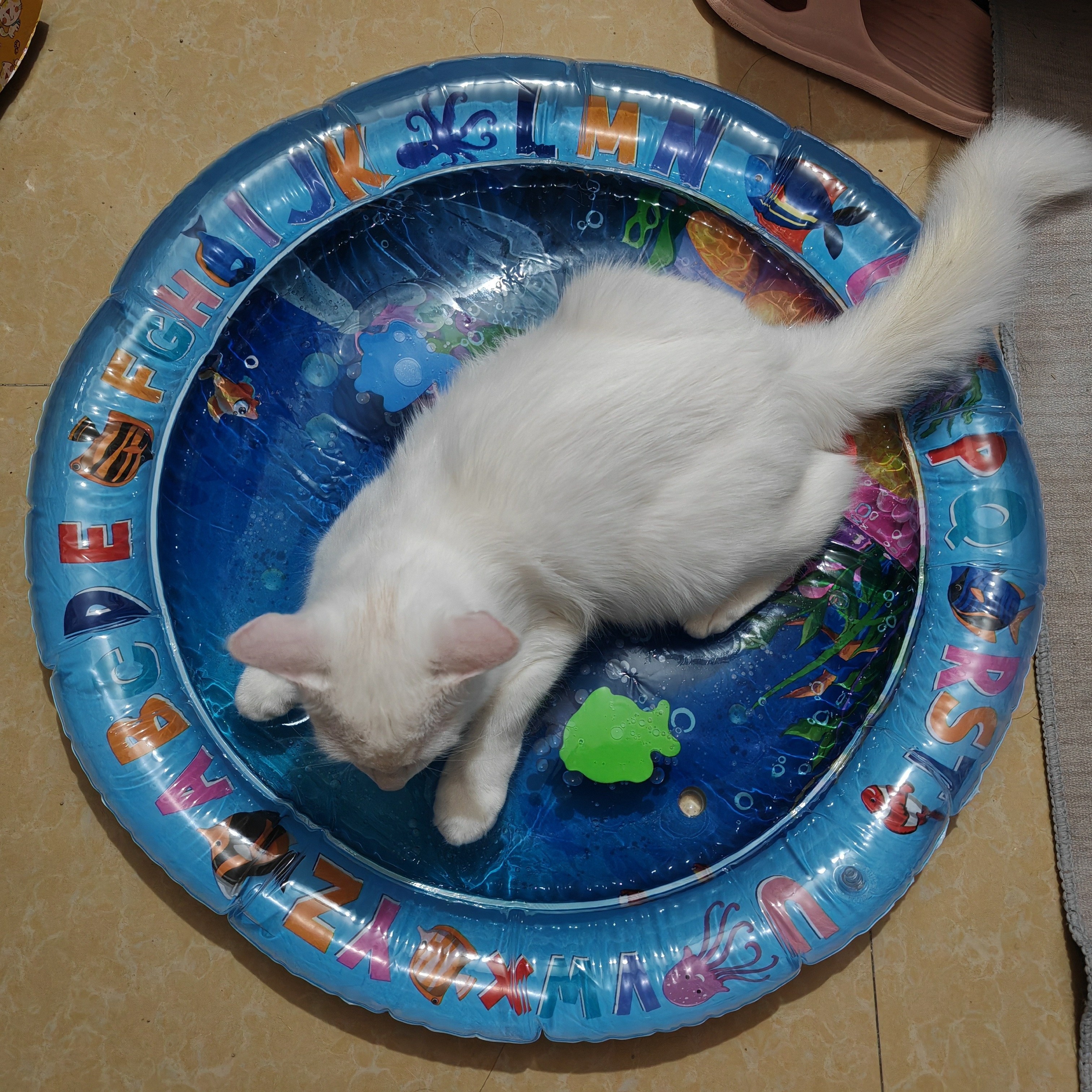

Cooling Pet Mat & - 25.59" , Plastic, - ,