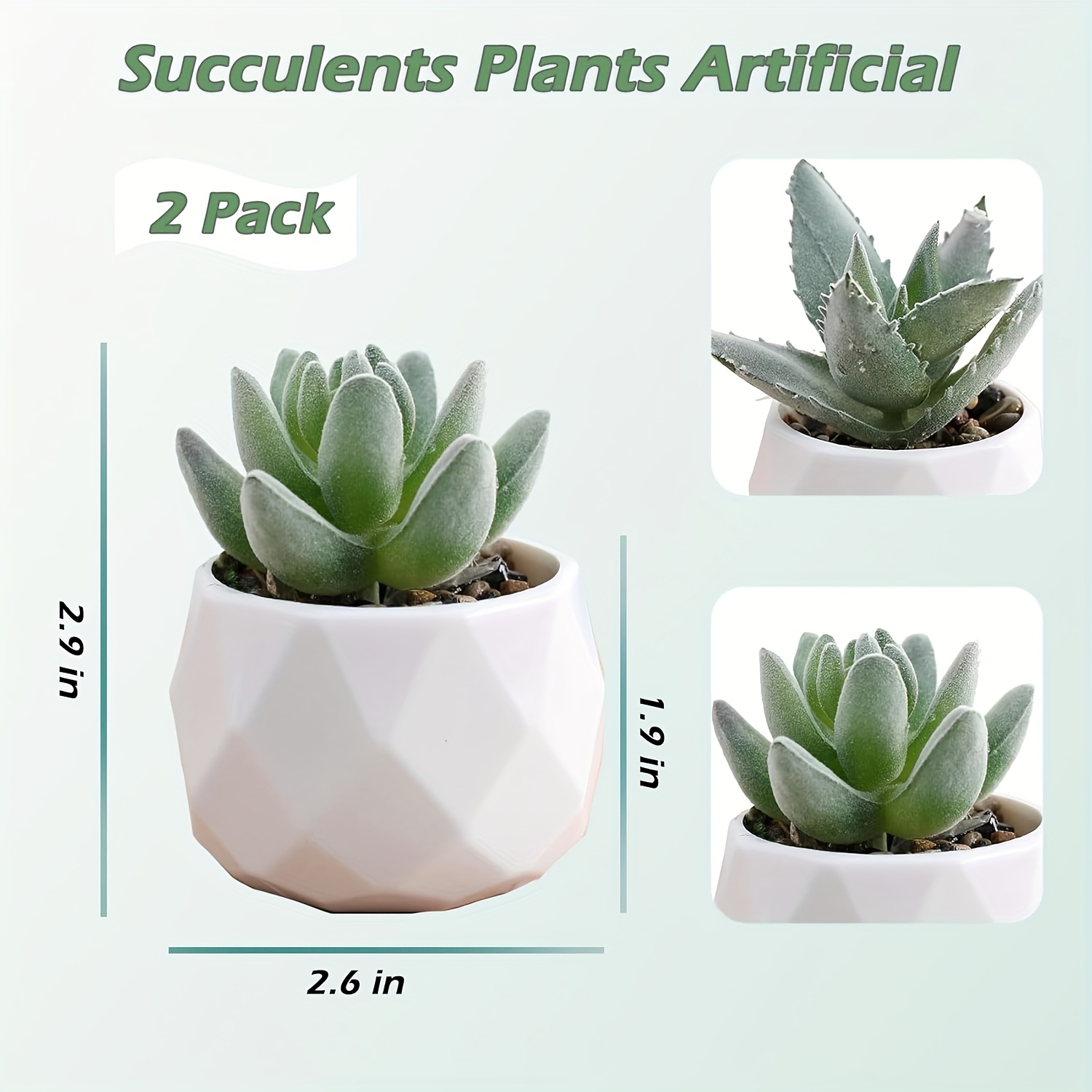 silver dollar succulent Xerosicyos Danguyi (String of Coins / Silver Dollar)  In Succulent Love