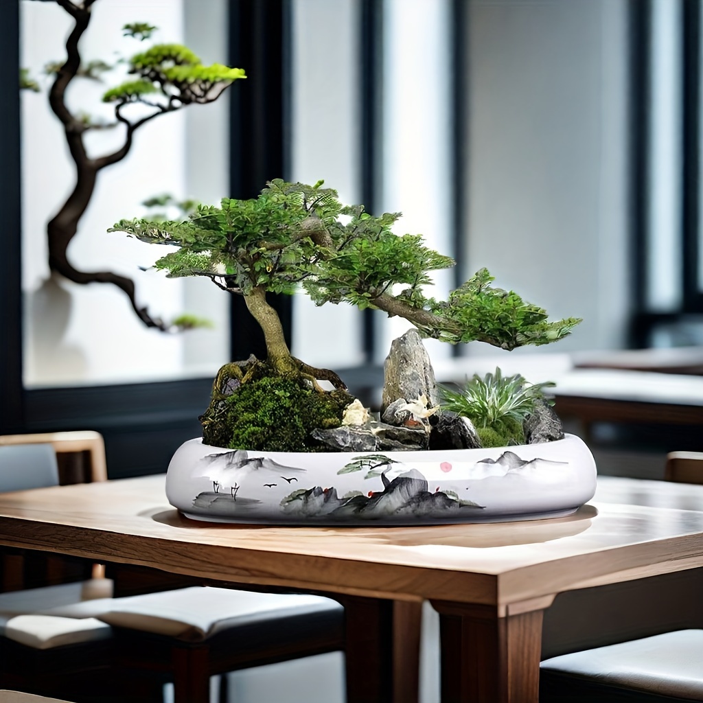 olive bonsai for sale Olive Bonsai Tree 0.8-1.0m