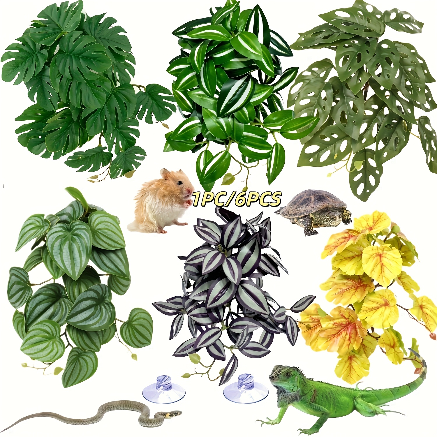 dracaena song of jamaica Lakpura Dracaena Reflexa 'Song of Jamaica' (50 Leaves) Medium