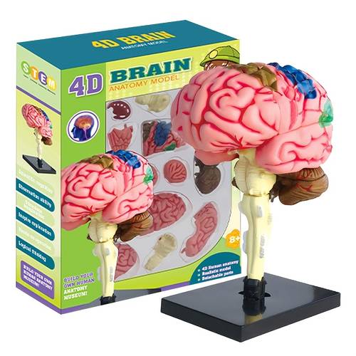 new year birthday gift 4d assembly model toy for boy girl 32pcs educational science kit with manual human biology learning toy for kid students