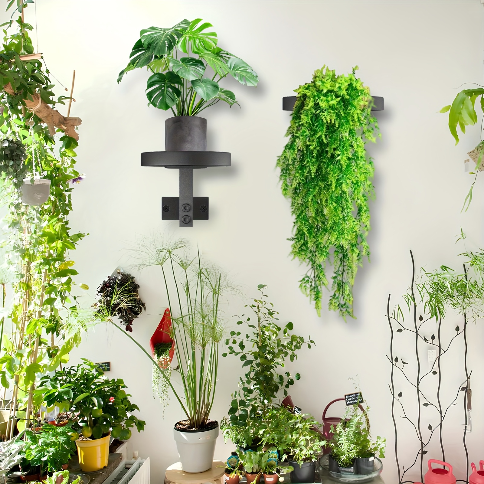 indoor leaf plants Fiddle Leaf Fig Potted Houseplant