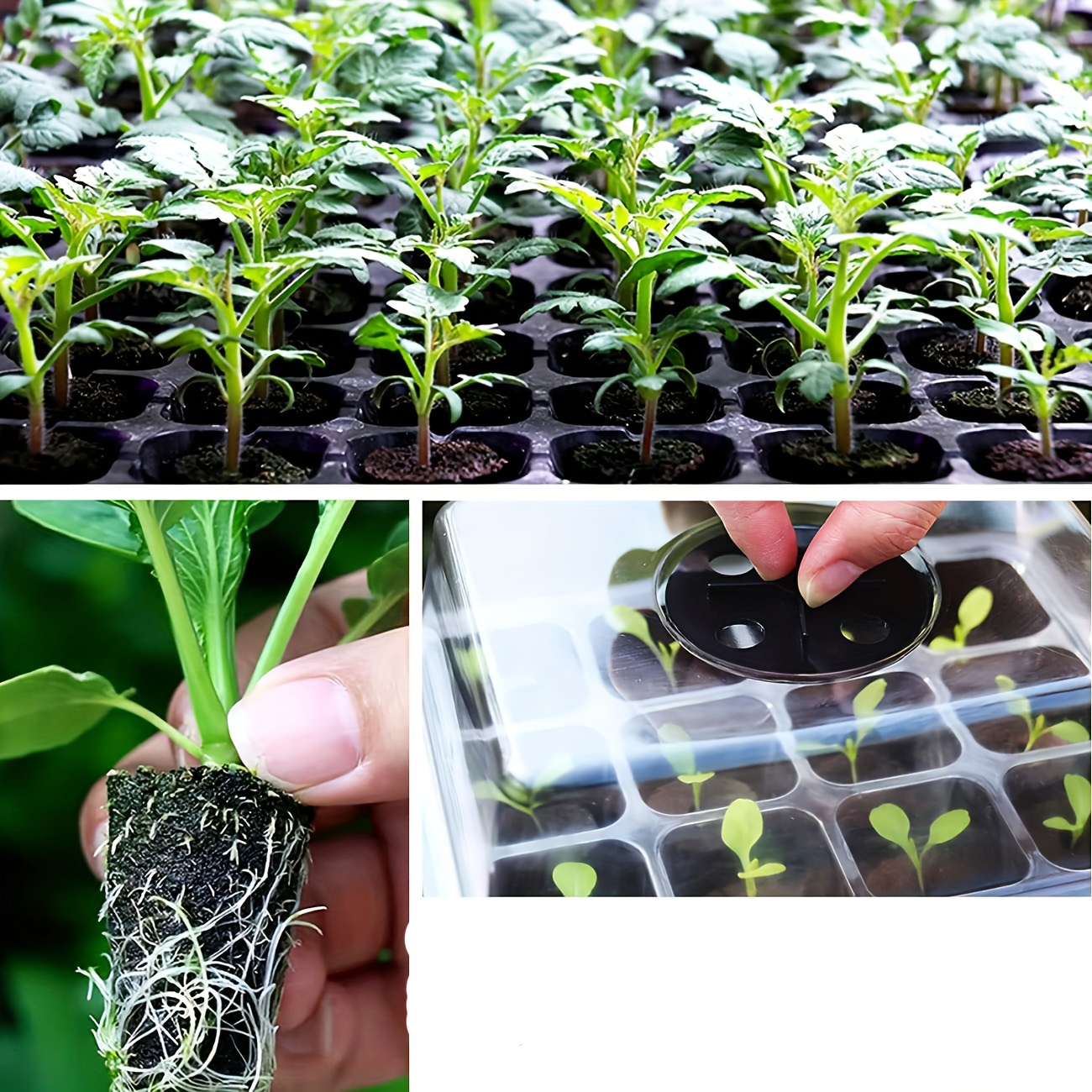 50pcs grow sponges replacement seed pods root growth sponges refill starter pods high germination rate for hydroponic plants growth details 2