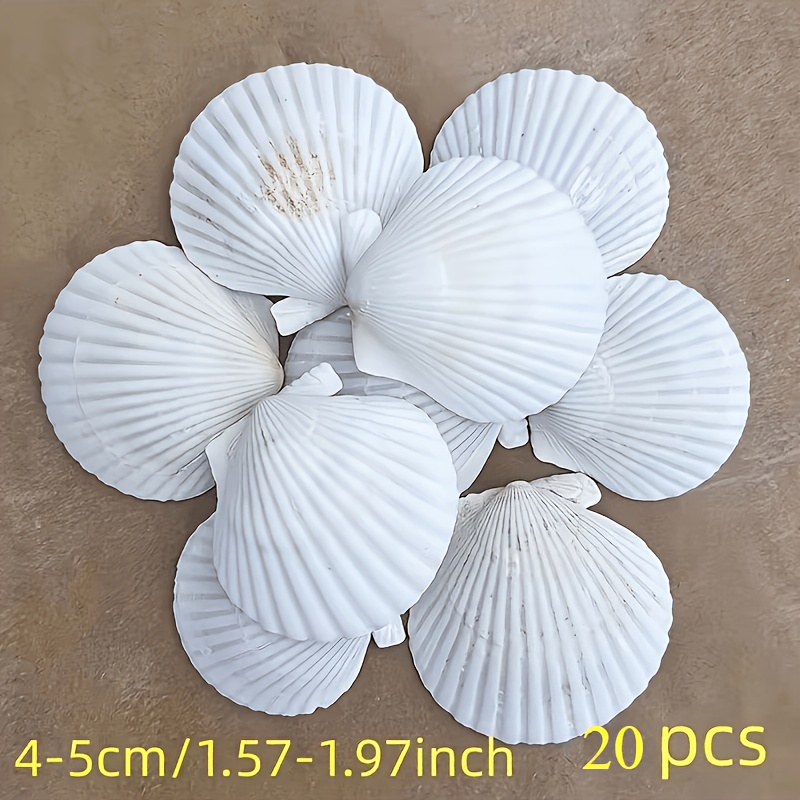 TEMU 20pcs Scallop Shells, Suitable For Handmade Crafts, Painting, Home Decoration, And Ocean-themed Party Supplies