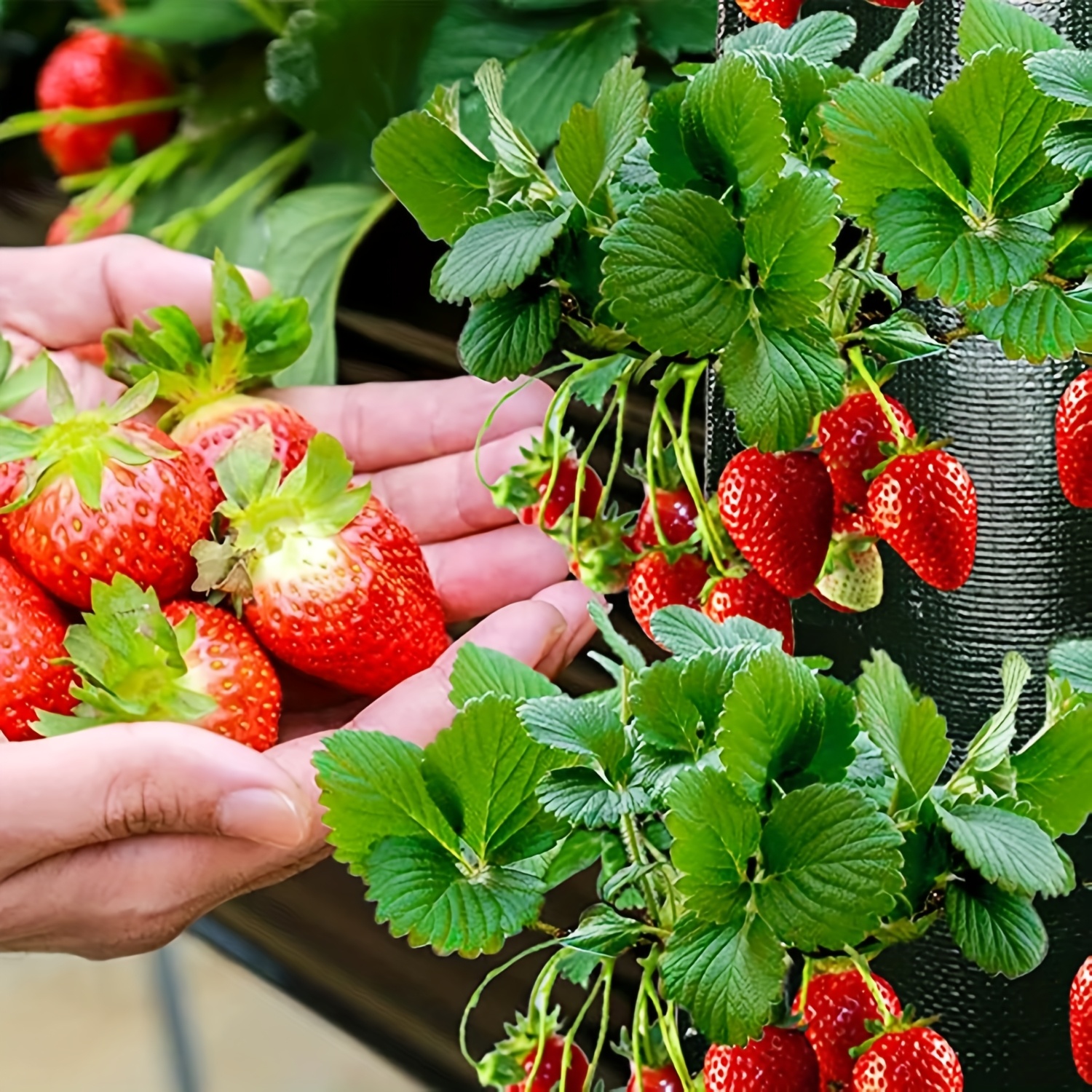 2 pack hanging strawberry planting bags 8 pocket - Temu