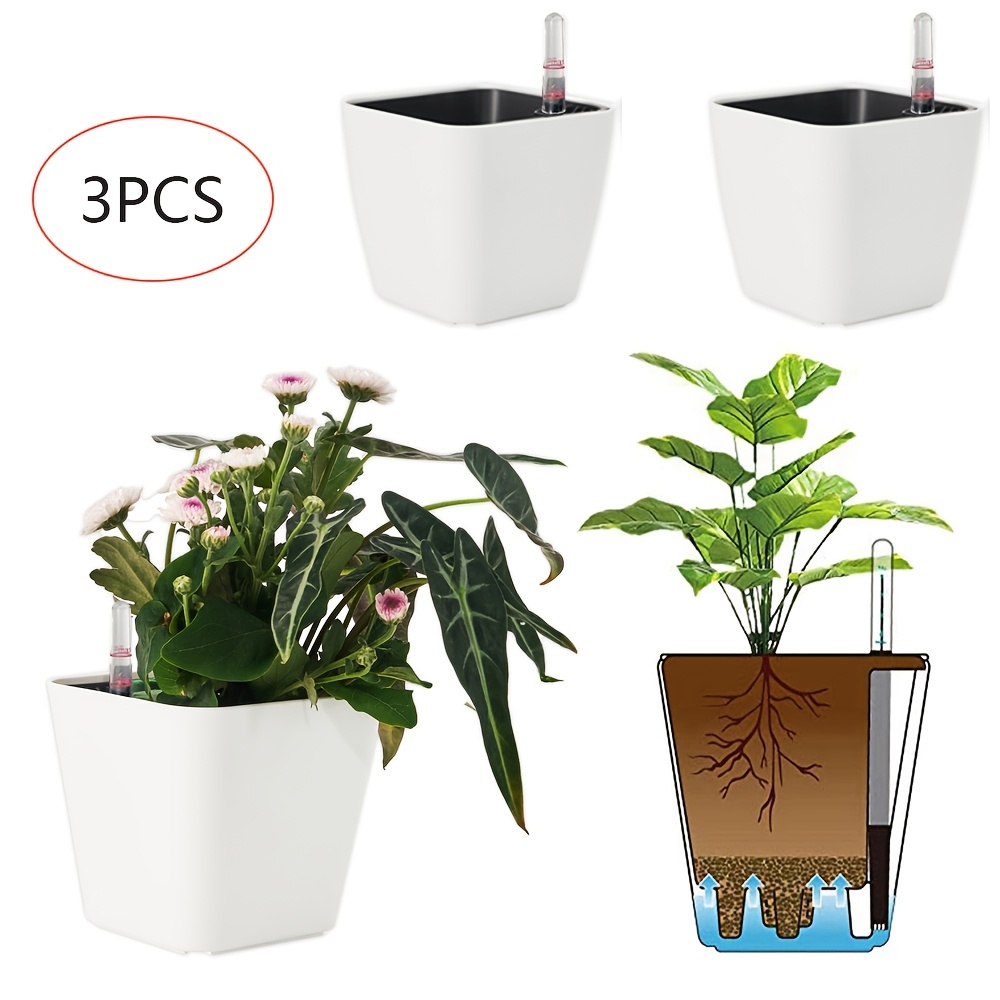 artischocken saatgut Cardy Cynara cardunculus