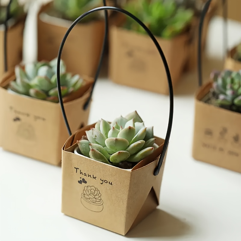 small zz plant ZZ Plant (Zamioculcas Zamiifolia) – Desert Rose Cactus Lounge