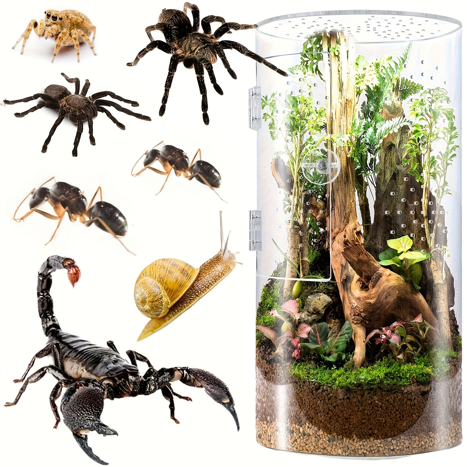 Entatial Insekten-Zuchtbox Aus Acryl - Transparente Fütterungsbox Für Spinnen & Grillen