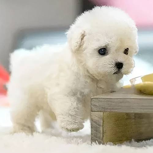 2025 dog robot puppy that like a real puppy walking barking tail wagging