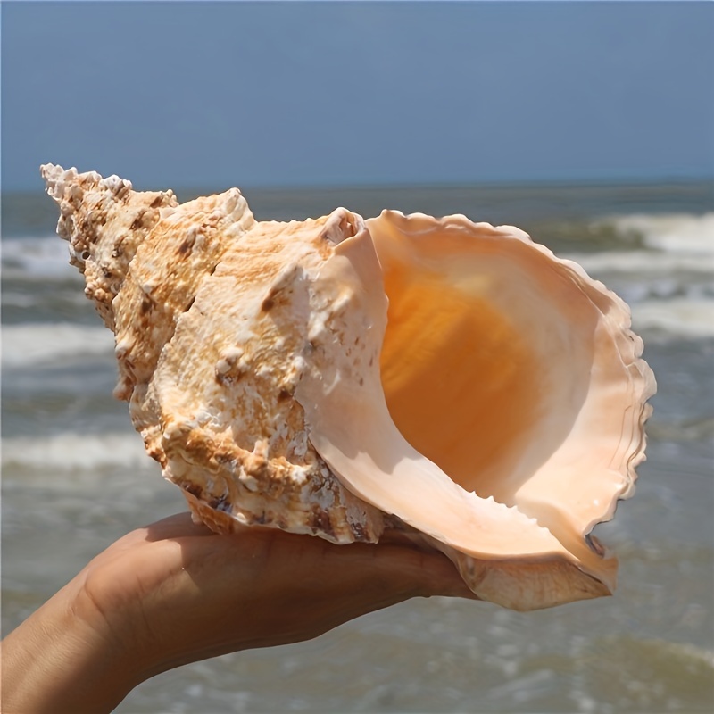 

Large Natural Sea Shell, Ocean Conch, Home & Aquarium Decor, Collectible White Spiral Shell, Oceanic Coastal Beach Theme Decoration