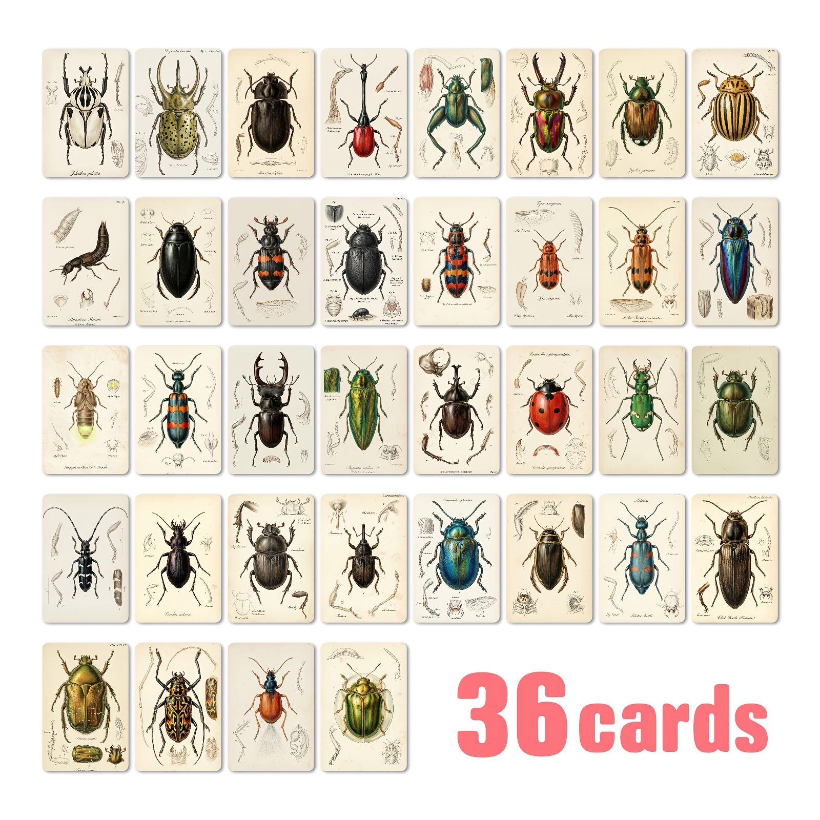 TEMU 36 cartes d'insectes vintage, petites cartes de spécimens d'insectes pour album, journal, marque-page, cartes de décoration cadeau, cartes de