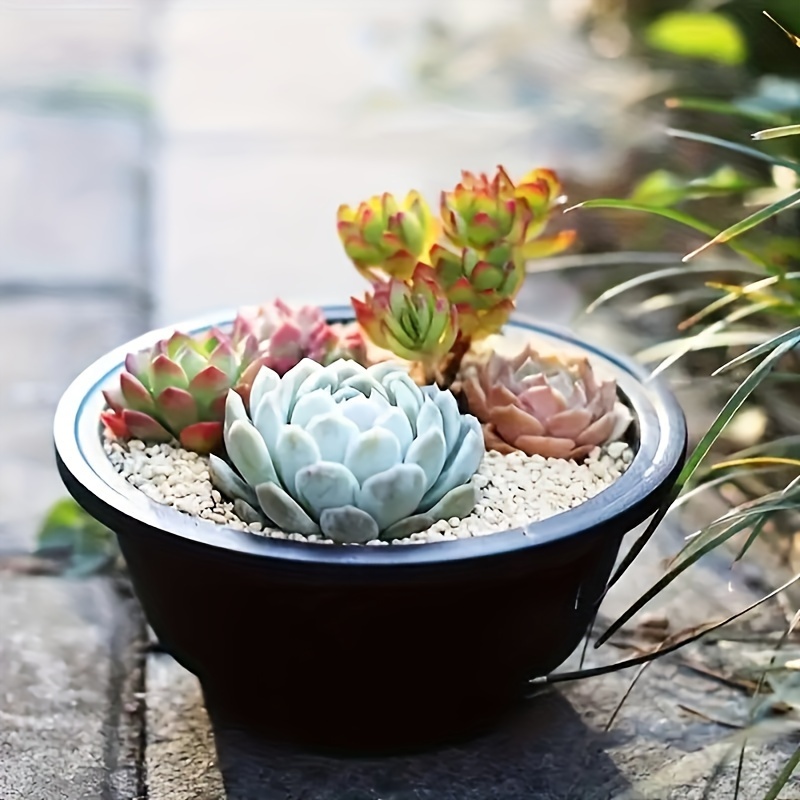 4pcs set large korean succulent planters versatile indoor - Temu Mauritius