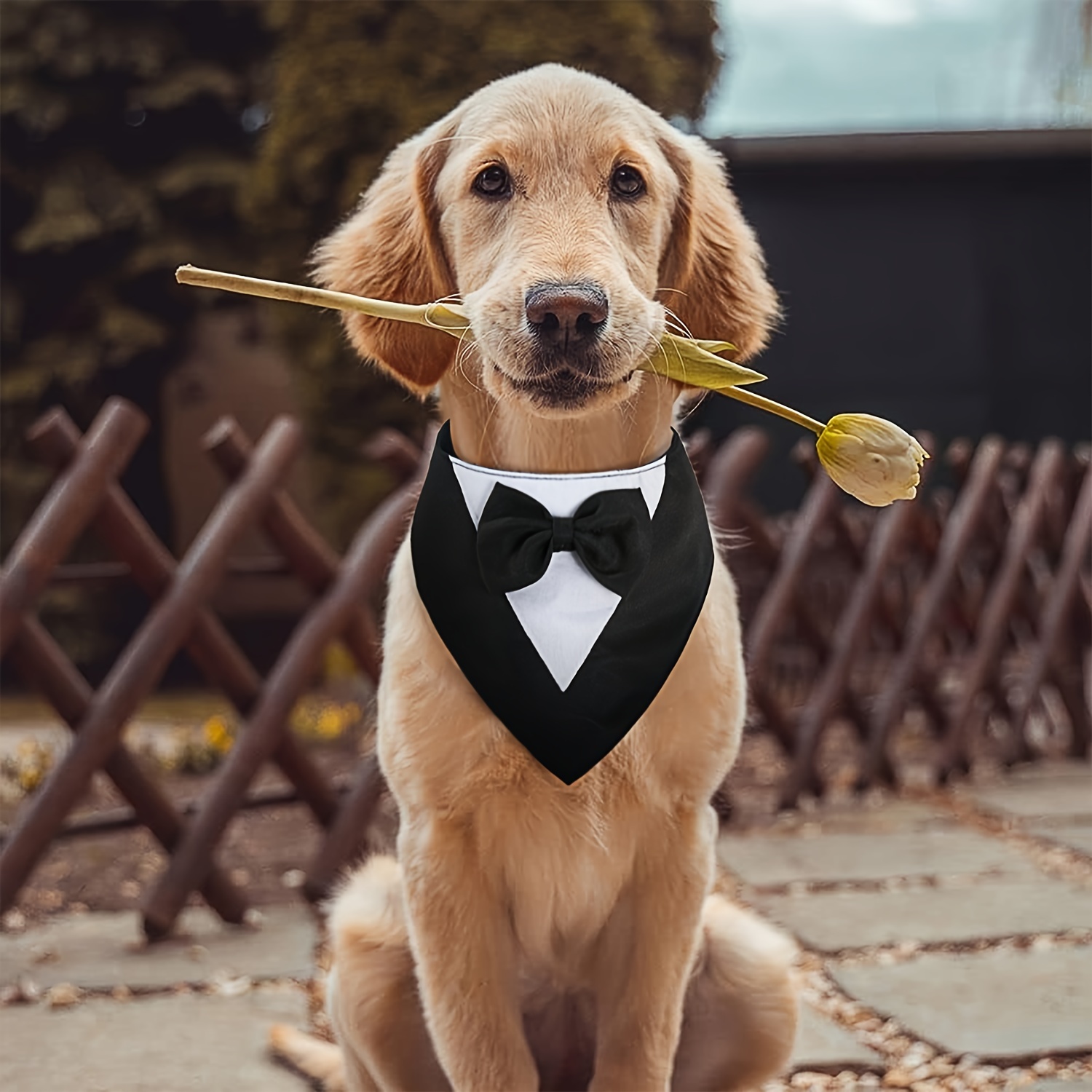 TEMU Elegant Dog Tuxedo Bandana With Bowtie Collar - Formal Pet Wedding Scarf, Adjustable Suit, Ideal For Small To Medium Breeds, Polyester Dog Birthday Attire, Valentine's Day Costume For Pets