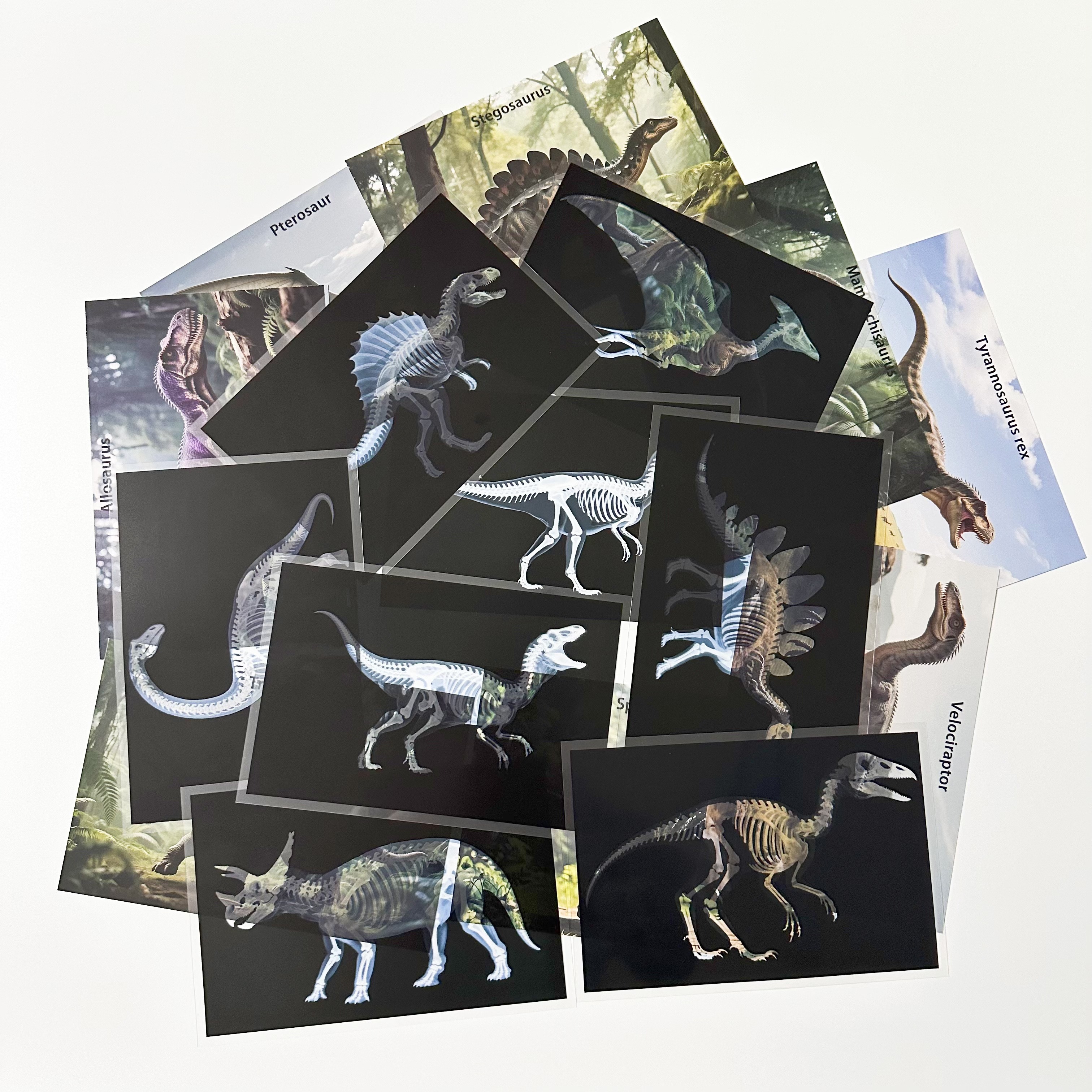 16 Dinosaur Animal Skeleton Exploration Science Set Suitable For Lamp Table Shadow Materials