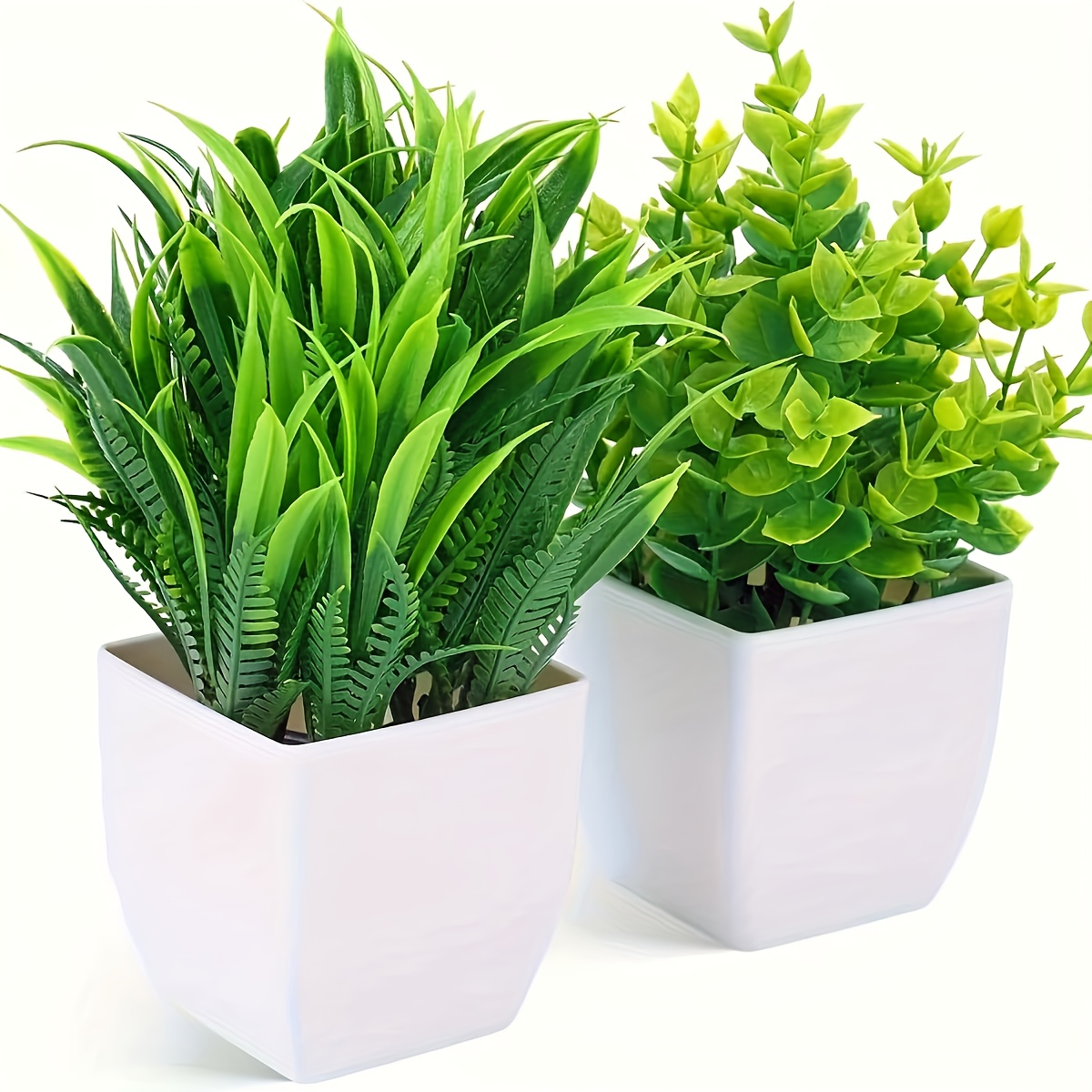 ginkgobaum zimmerpflanze Mini-Ginkgobaum (Geschenk) kaufen