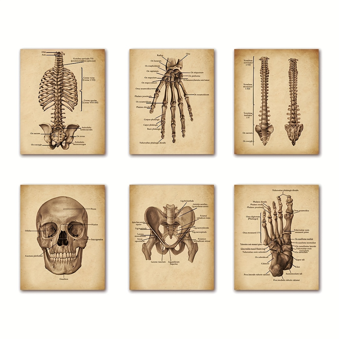 TEMU Set di 6 posteri medici retr簷 senza cornice - Anatomia del scheletro , acupressura spinale, educazione ortopedica e , per terapista, chirurgo,
