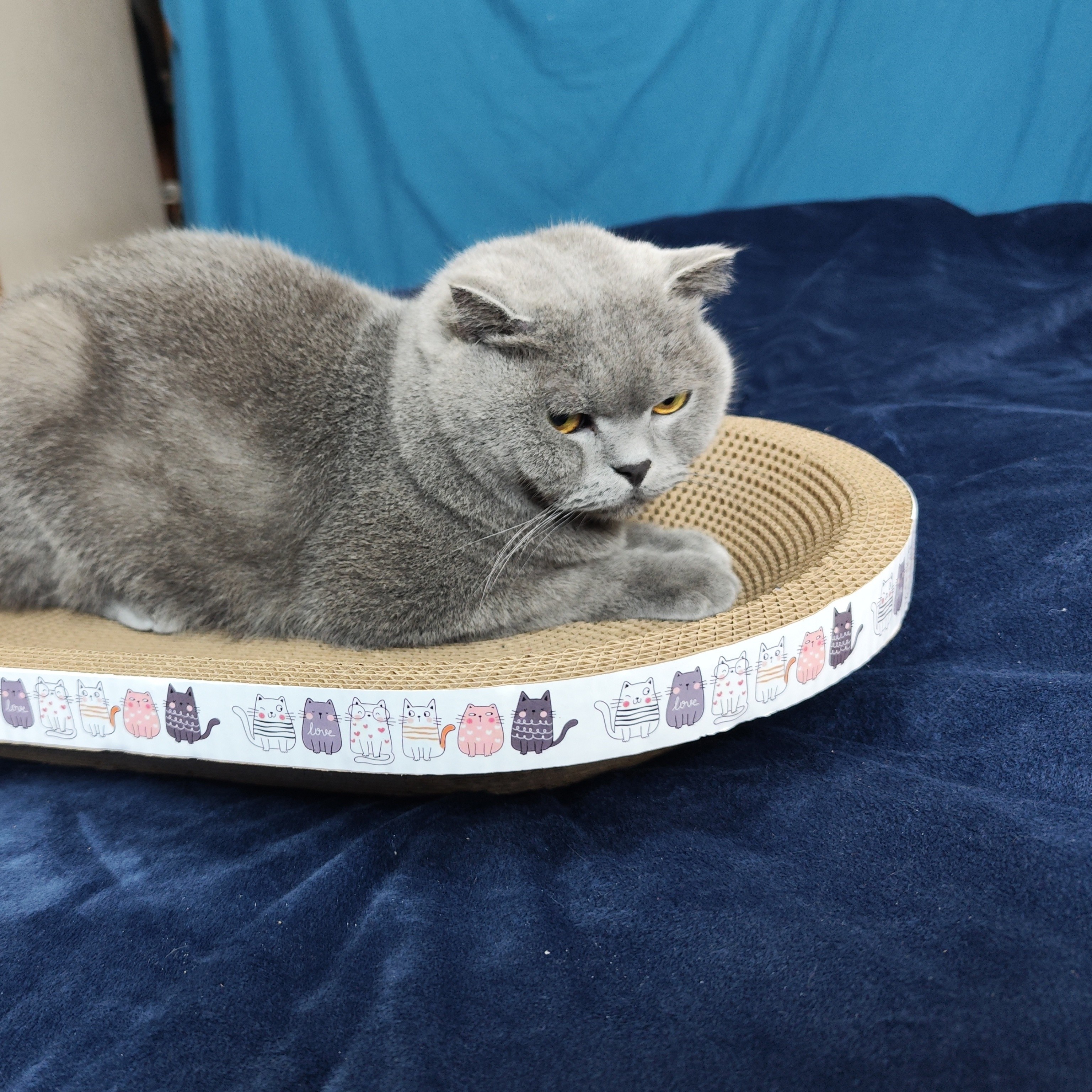 

3pcs Oval Cat Scratching Pad Set - Durable, Non-shedding Cardboard Claw Care Toy For Cats