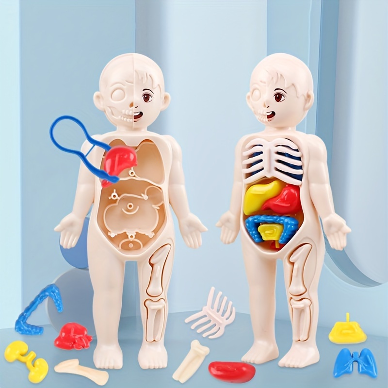 

Educational Human Anatomy Model - Diy Plastic Simulation Organ Toy Set For Medical Learning And Early Education, Colors, Suitable For Children Aged 3+