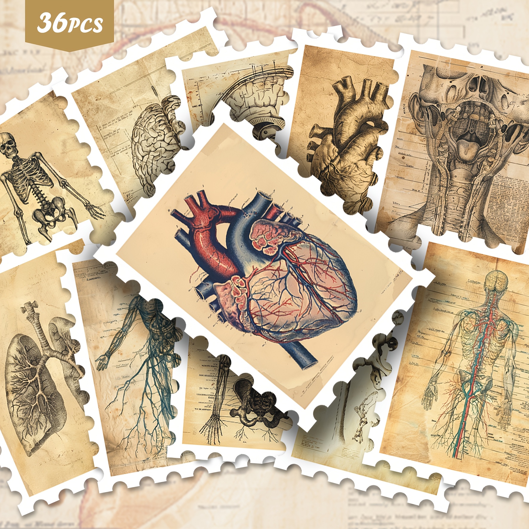 Image of 36pcs Vintage Human Stickers Pack | Detailed Vinyl Decals With Scientific Illustration Designs | For Laptop, Water Bottle & Gift | For Science Fans & Art Enthusiasts
