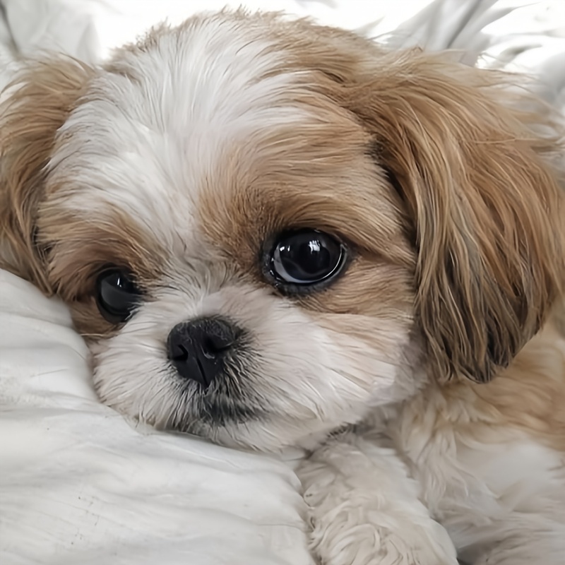 TEMU 1 Set Of Frameless Diamond Painting Featuring A Cute Shih Tzu Dog, 5d Diamond Painting Art Craft, Mosaic Decorative Wall Art Ornament, Creative